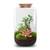 Urbanjngl Flaschengarten - Sven Bonsai mit Lampe