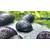 Waterplants Anthrazit-Napfschnecke
