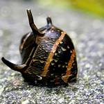 Algenfressende Schnecke