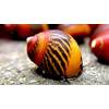 Rote Rennschnecke von WaterPlants