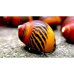 Algenfressende Schnecke