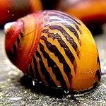 Algenfressende Schnecke