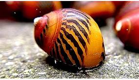 Algenfressende Schnecke