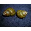 Sumpfdeckelschnecke von WaterPlants