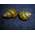 Sumpfdeckelschnecke von WaterPlants