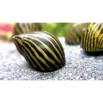 Waterplants Zebra Rennschnecken