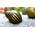 Zebra Rennschnecken von WaterPlants