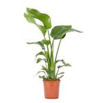 Wi Plants Strelitzia