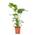 Strelitzia von WL PLANTS