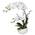 Orchidee Phalenopsis von wohnfuehlidee