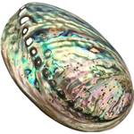 Xudrez Abalone-Meeresmuschel