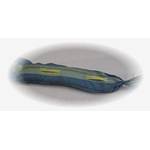 Zill 500172