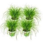 Zynesflora CYP-004