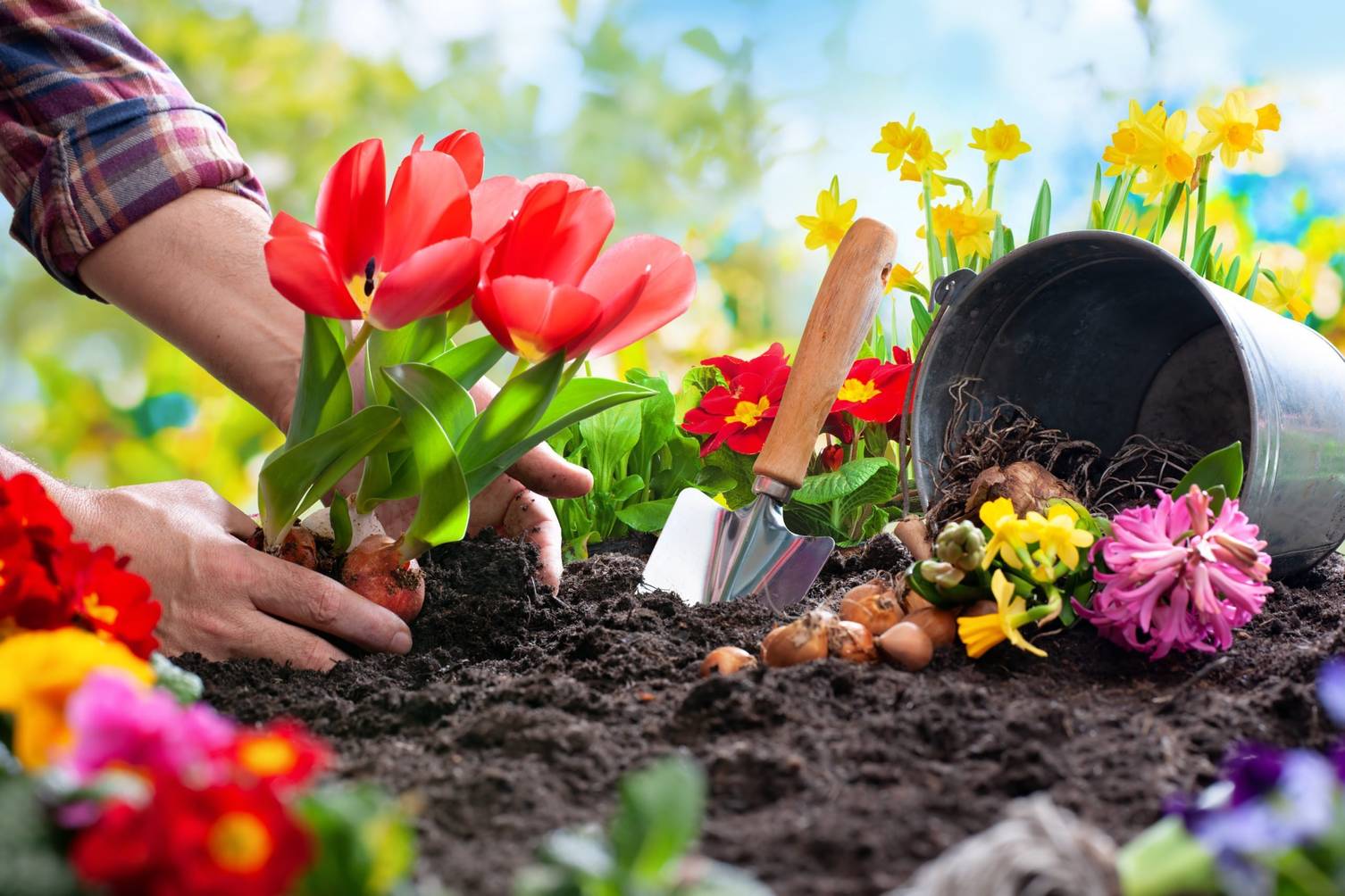 8 beste Blumenerden kaufen Test & Vergleich 2023 » 3 Top Produkte!