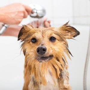 kleiner hund wird abgeduscht