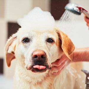 golden retriever mit hundeshampoo