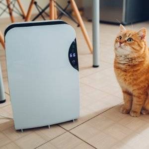 luftkuehler mit katze