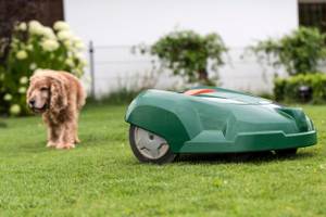 hund neben maehroboter