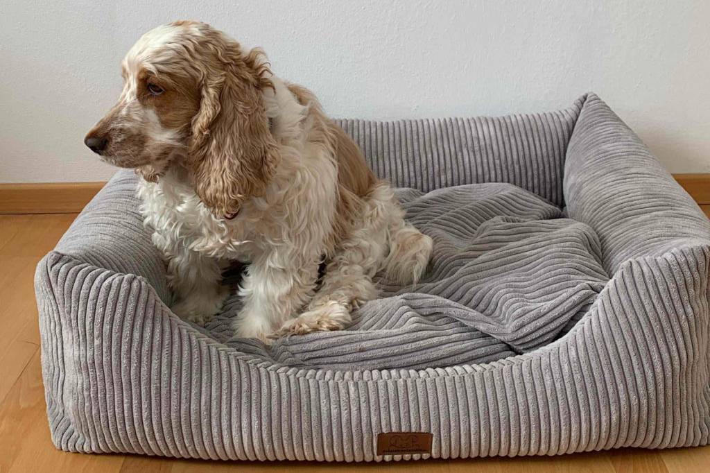 Ein Hund sitzt auf einem in einem Zimmer stehenden Hundebett und schaut zur Seite.
